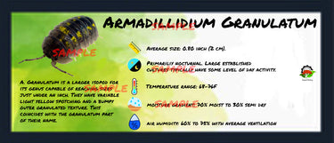 Armadillidium Granulatum Isopod Bin Label